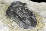 Bargain, Detailed Gerastos Trilobite Fossil - Morocco #141674-5